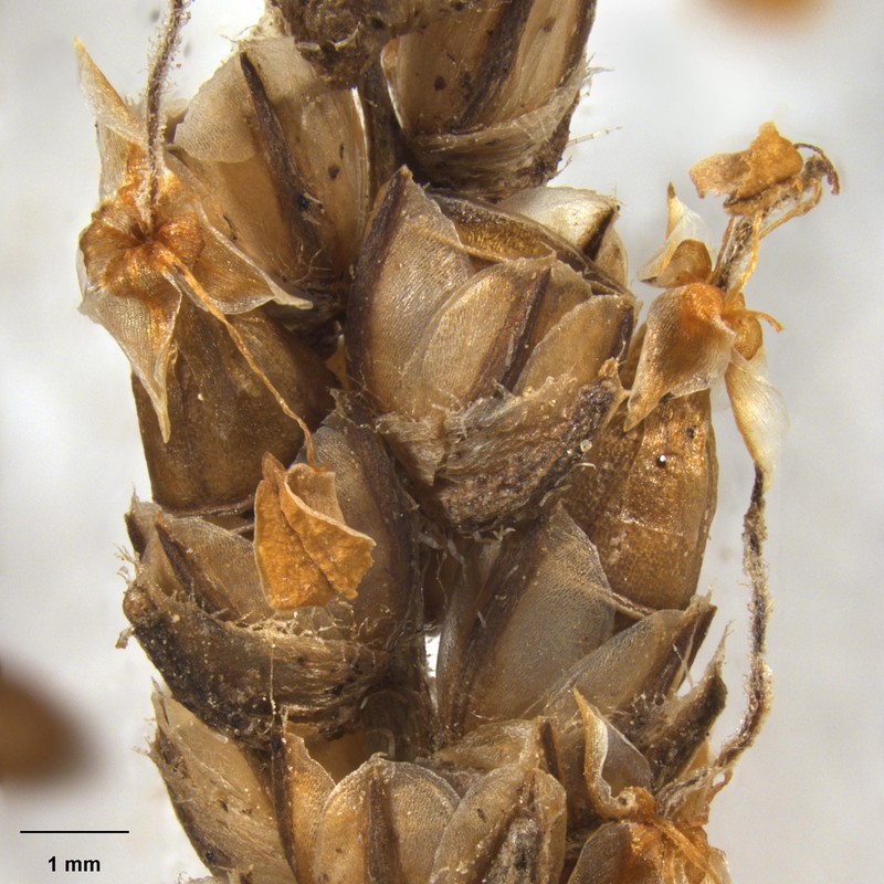 Plantago udicola photo 7