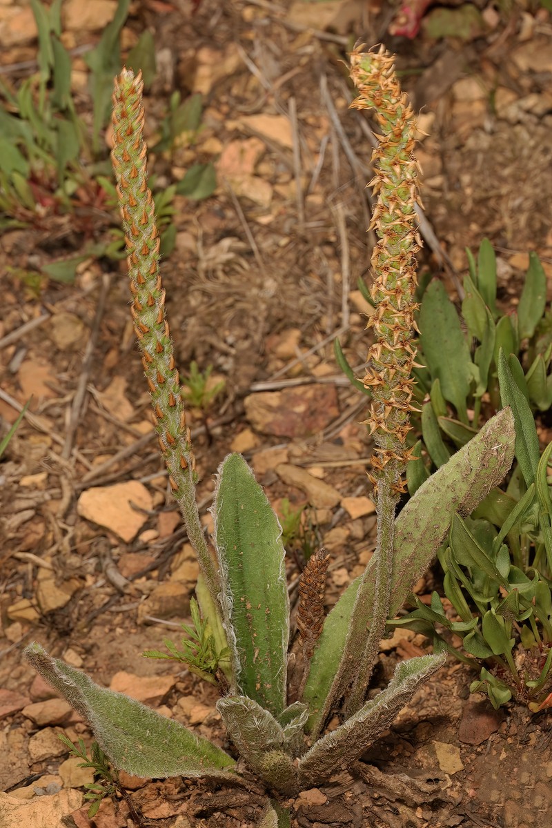 Virginia Plantain