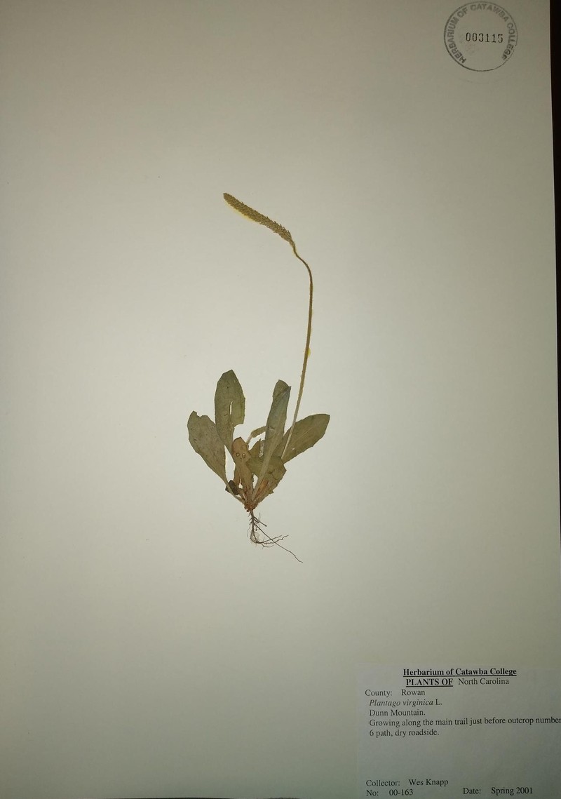 Virginia Plantain photo 3