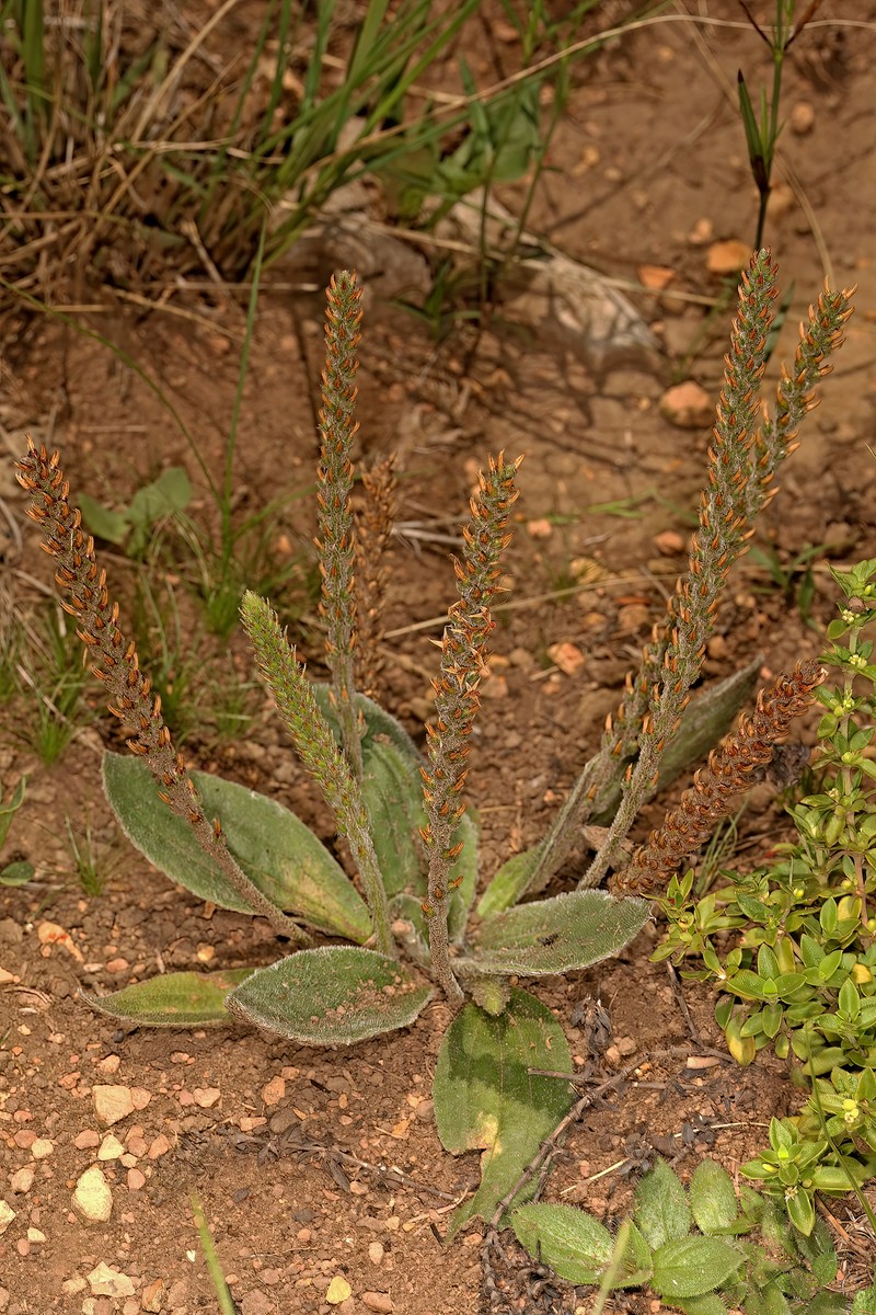 Virginia Plantain photo 2