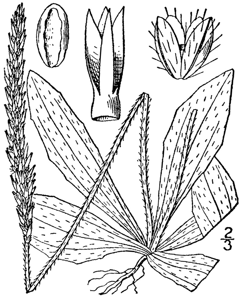 Virginia Plantain photo 3