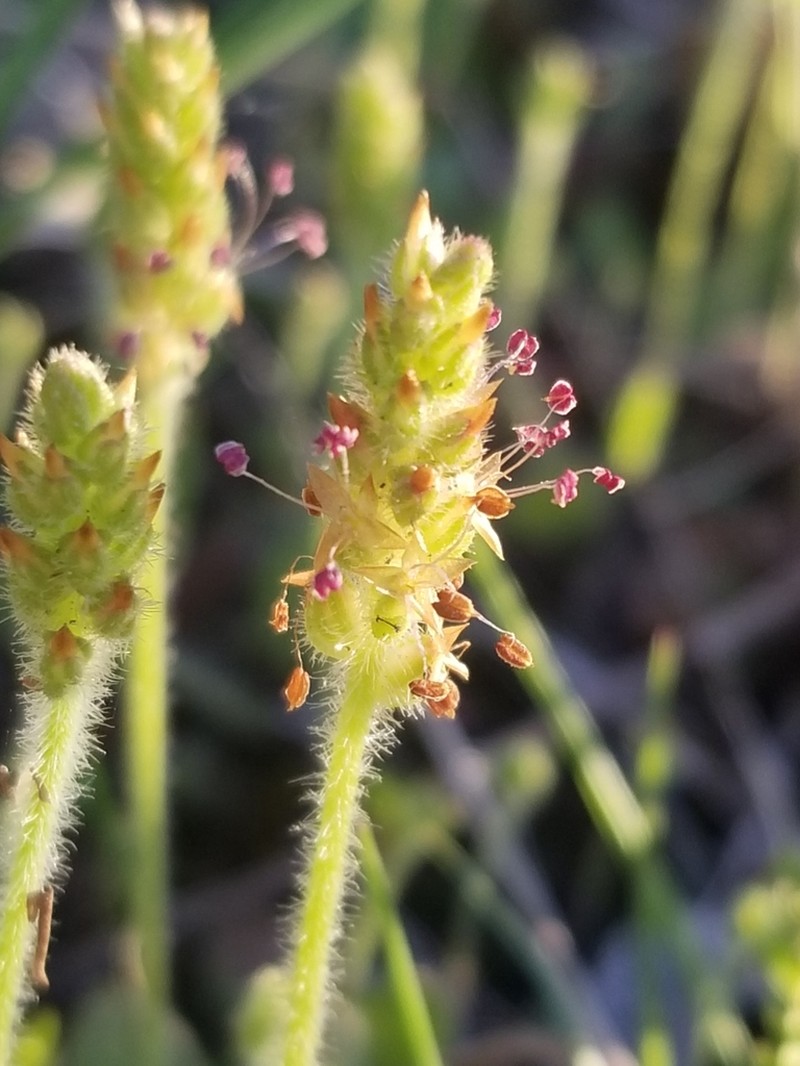 Virginia Plantain photo 4