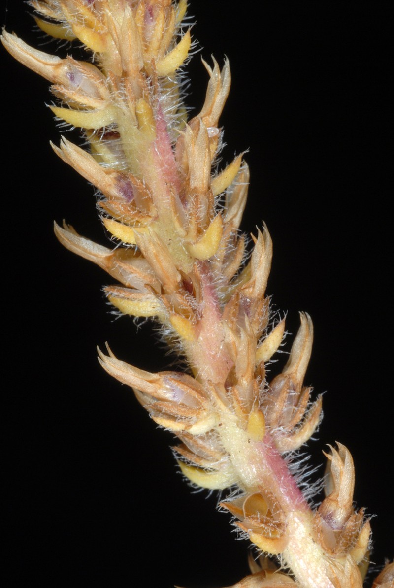 Virginia Plantain photo 5