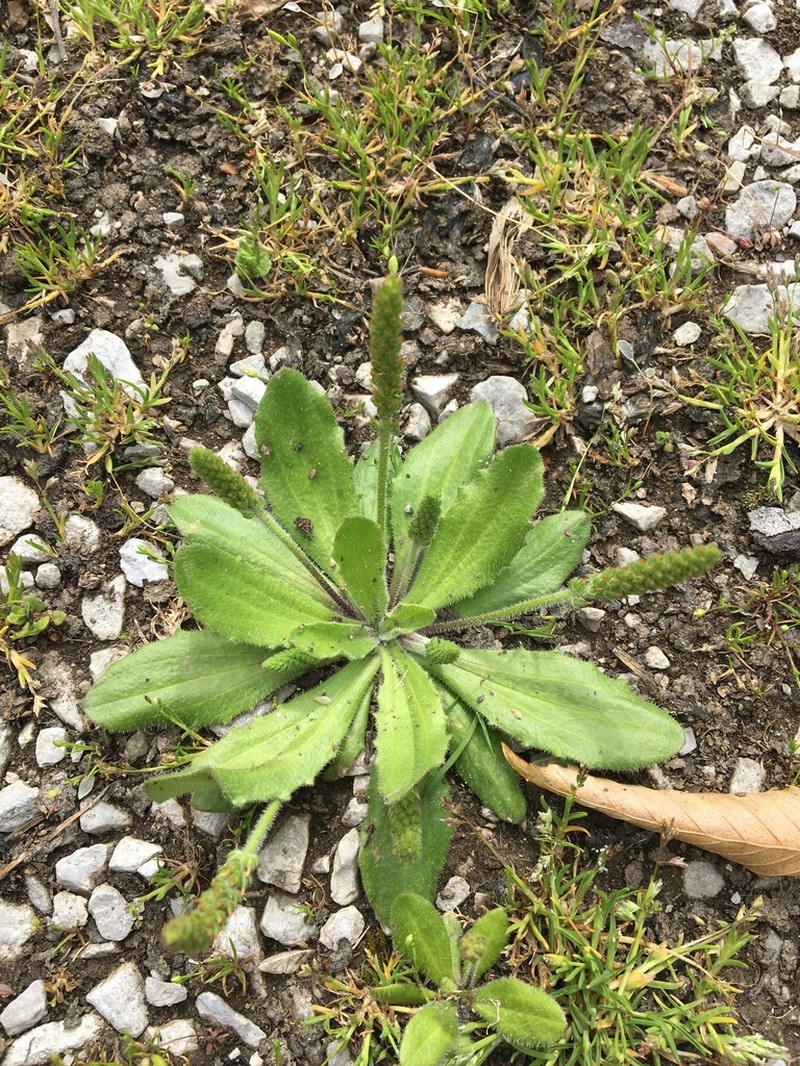 Virginia Plantain photo 6