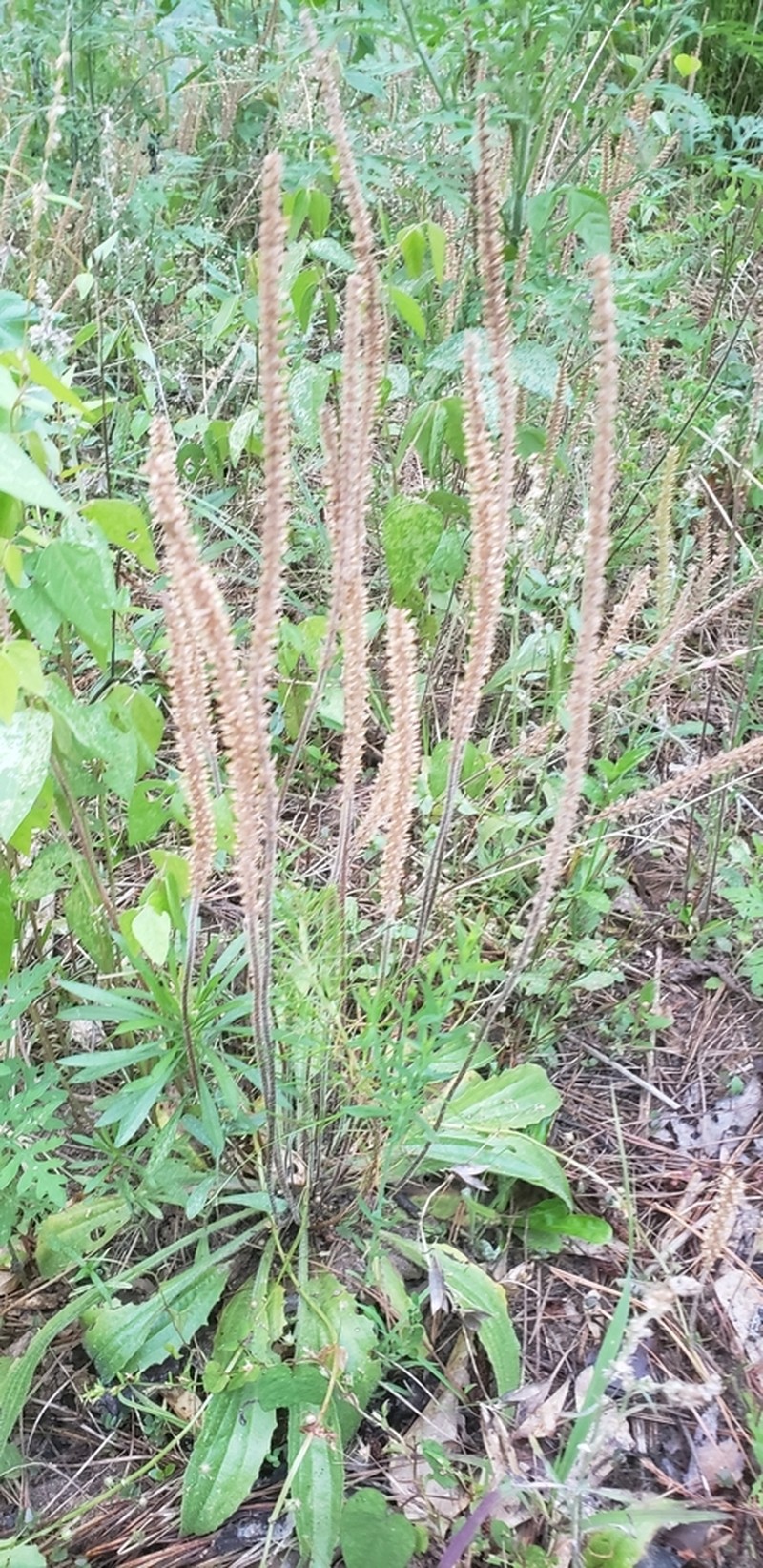 Virginia Plantain photo 7