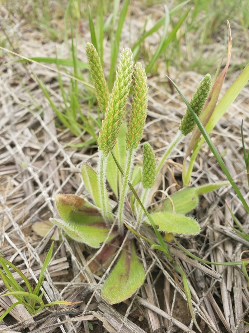 Virginia Plantain photo 8
