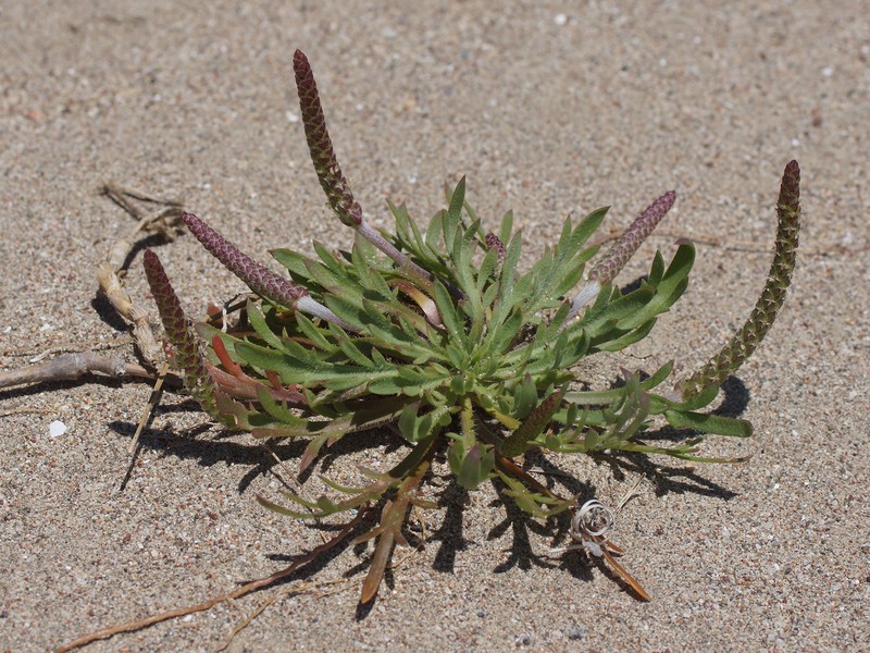 Plantago weldenii subsp. weldenii photo 2