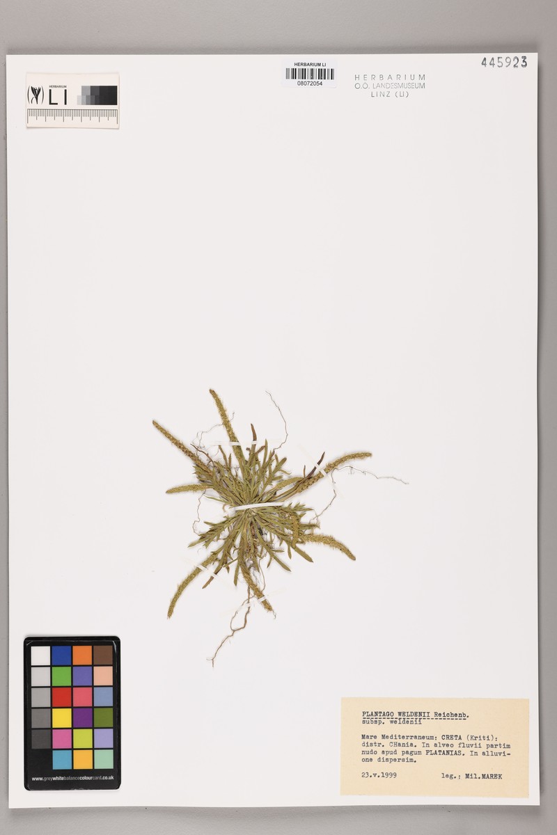 Plantago weldenii subsp. weldenii photo 3