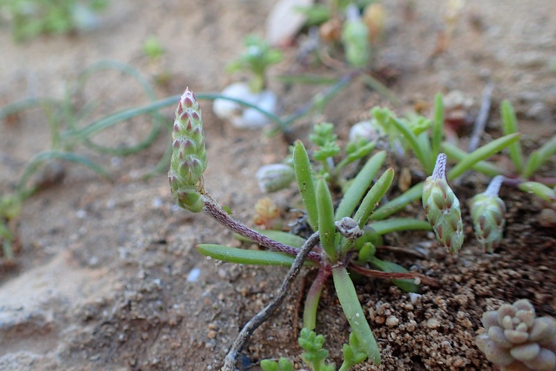 Plantago weldenii subsp. weldenii