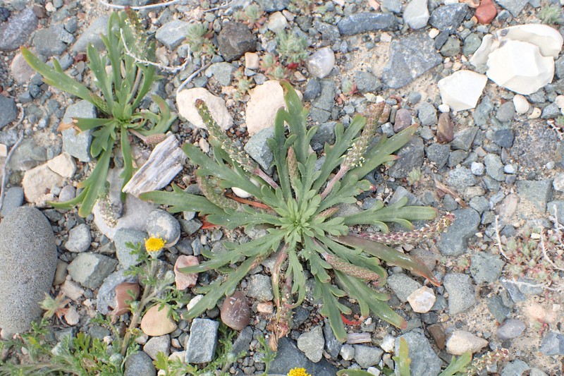 Plantago weldenii subsp. weldenii photo 5