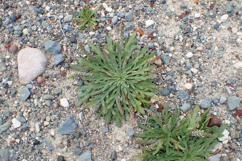Plantago weldenii subsp. weldenii photo 6