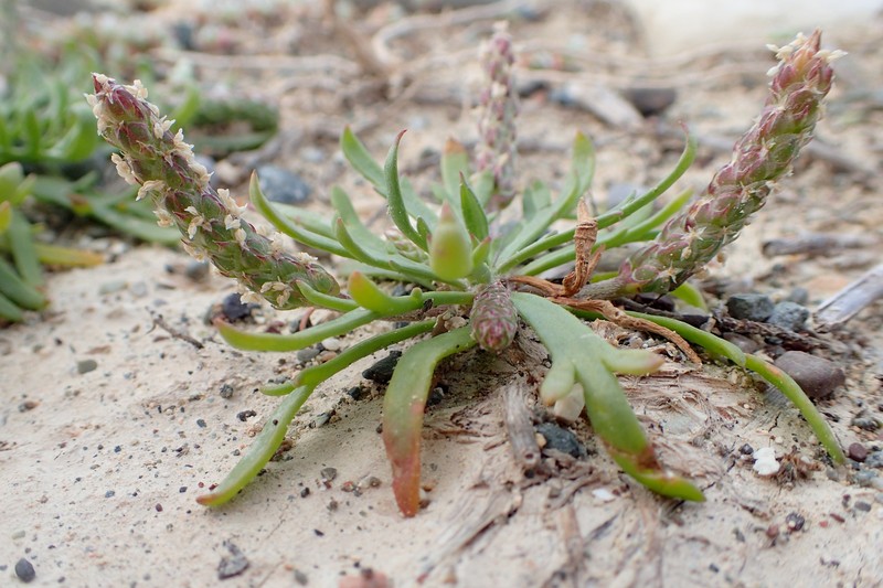 Plantago weldenii subsp. weldenii photo 7