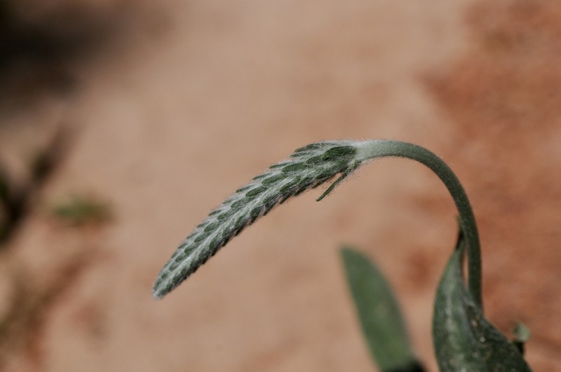 Wright's Plantain photo 2
