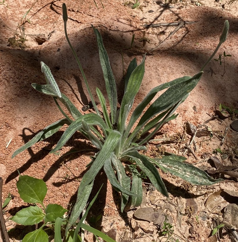 Wright's Plantain