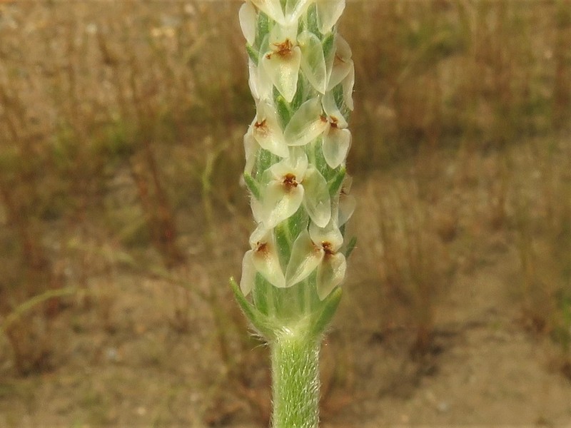 Wright's Plantain