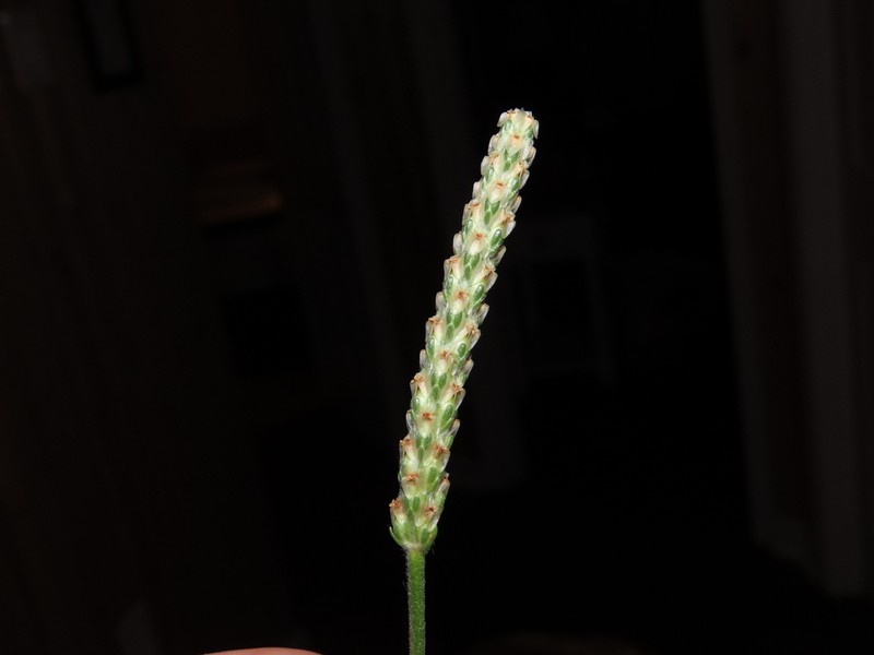 Wright's Plantain photo 2