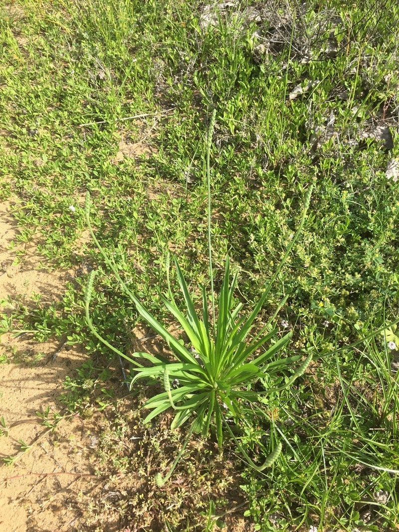 Wright's Plantain photo 4