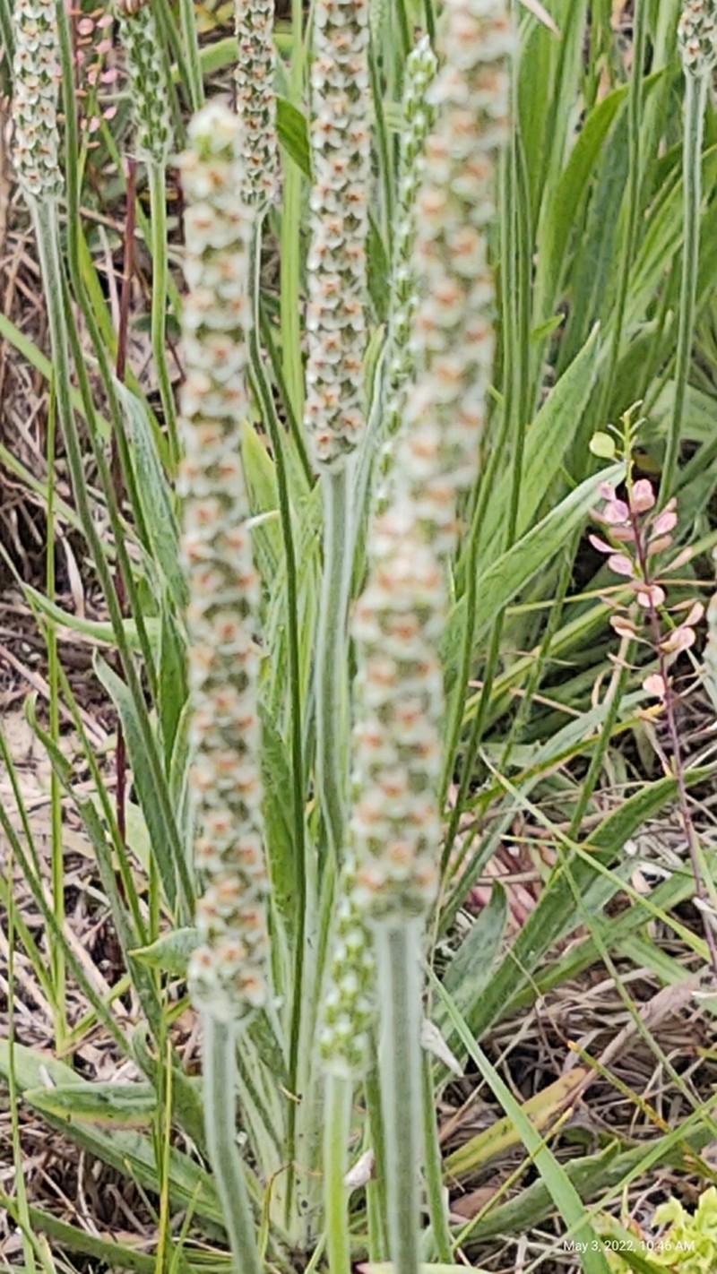 Wright's Plantain photo 5