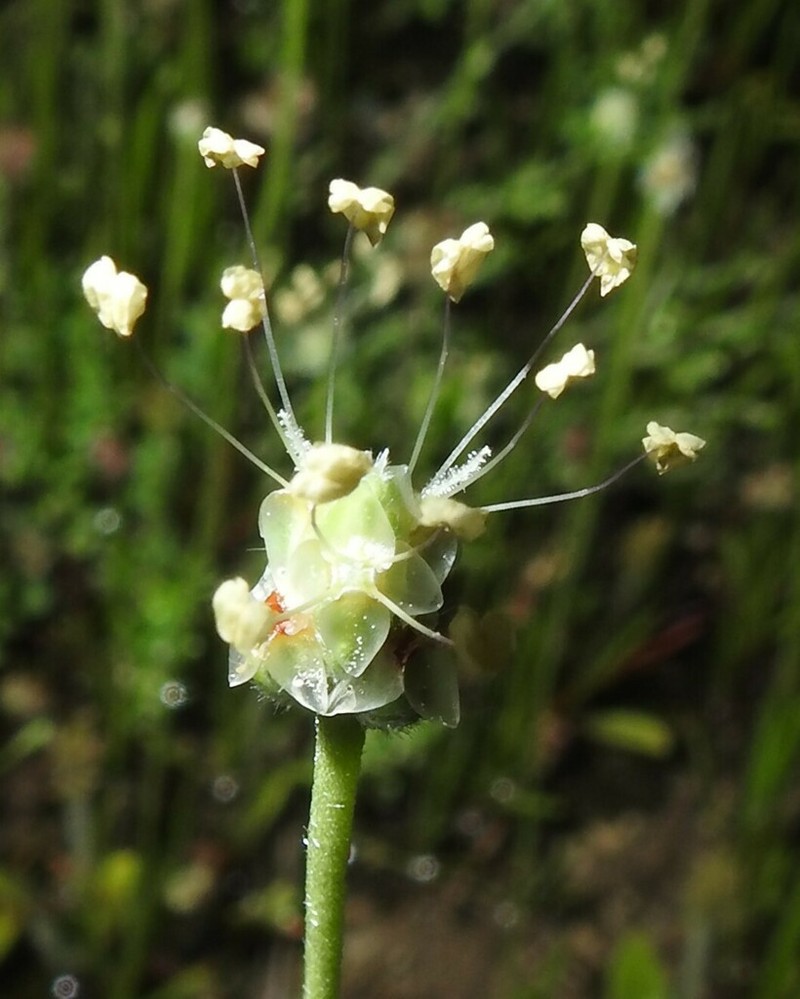 Wright's Plantain photo 6