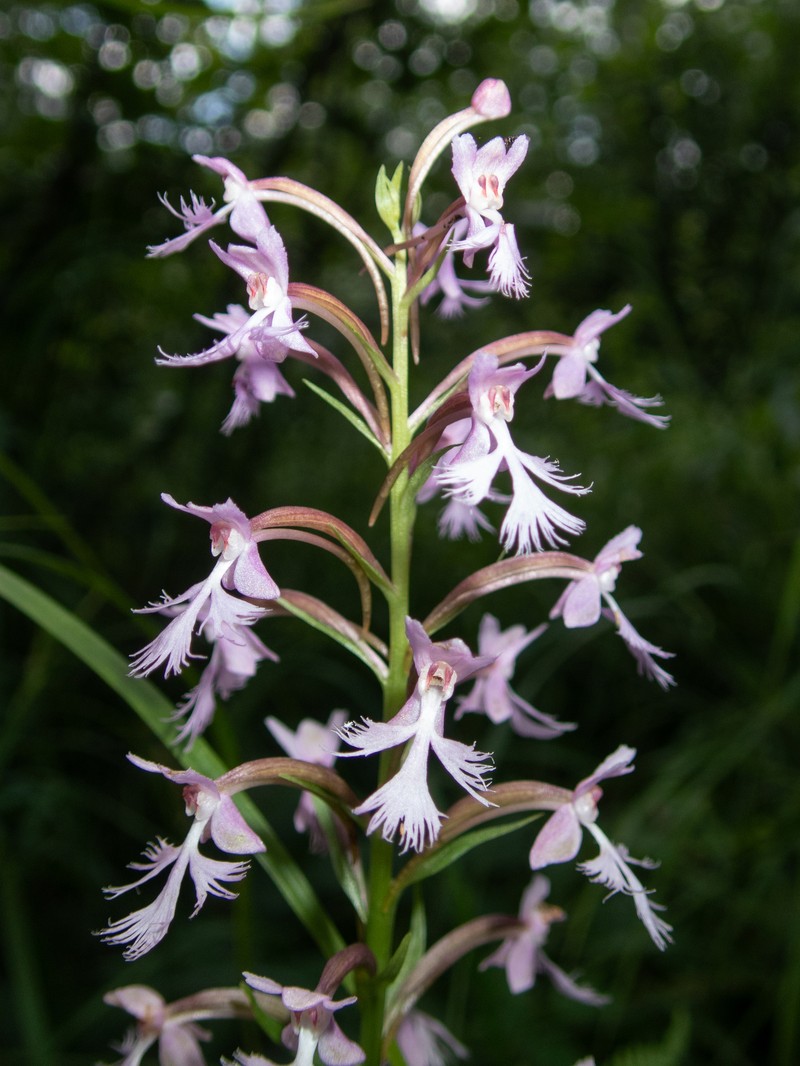 Platanthera × andrewsii