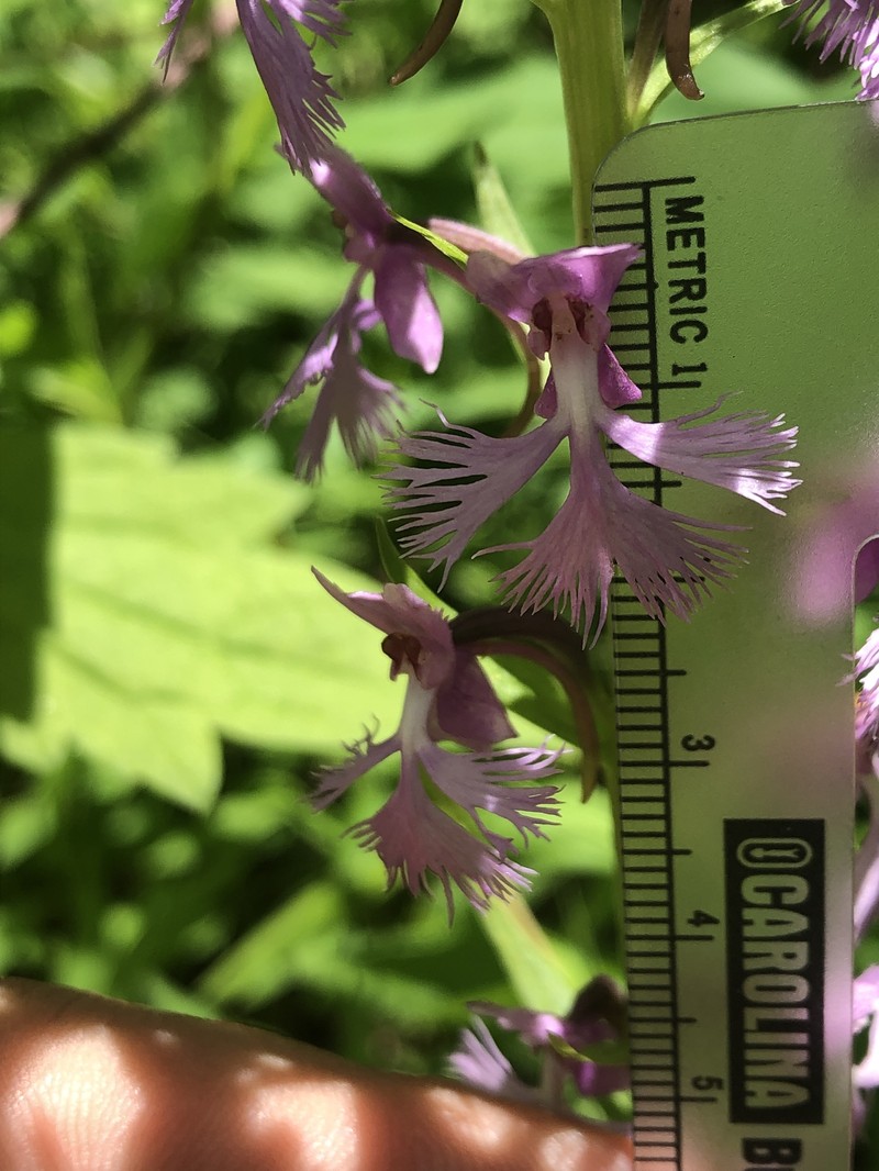 Platanthera × andrewsii photo 8