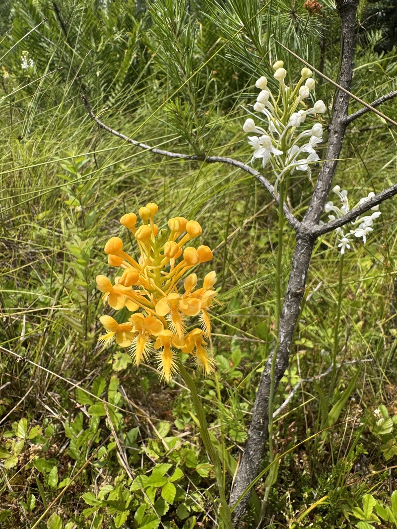 Fringed Orchid