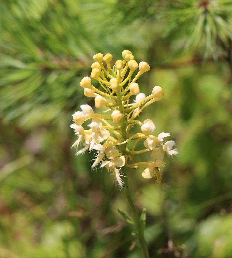 Fringed Orchid photo 2