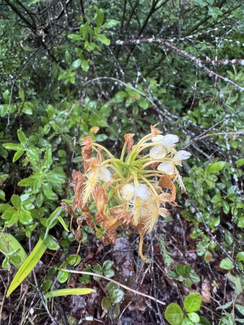 Fringed Orchid photo 3