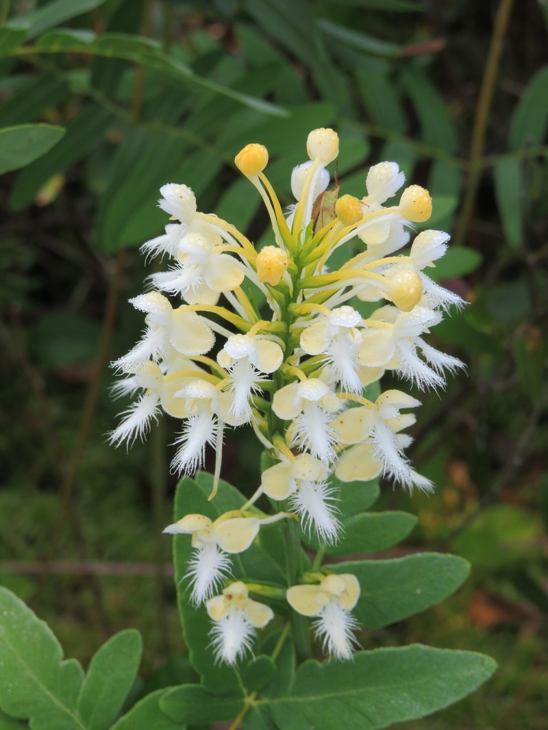 Fringed Orchid photo 4