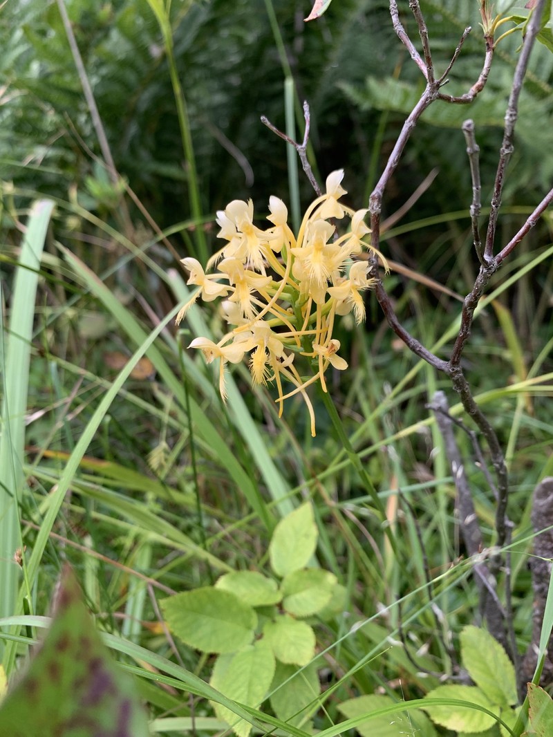 Fringed Orchid photo 5