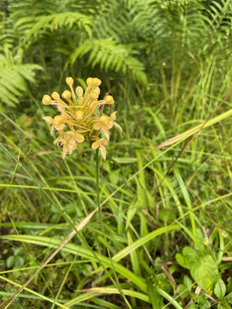 Fringed Orchid photo 6