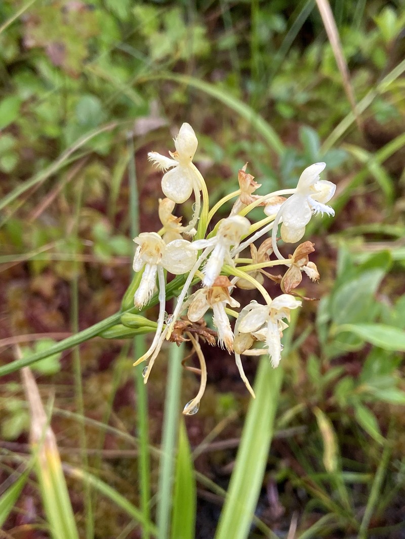 Fringed Orchid photo 7