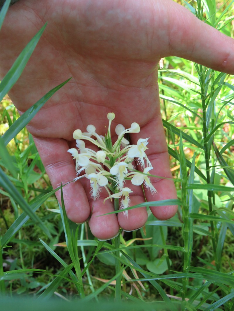 Fringed Orchid photo 8