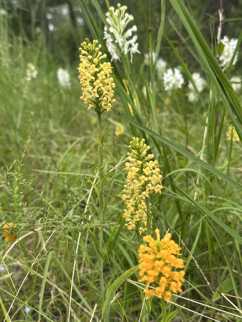 Fringed Orchid