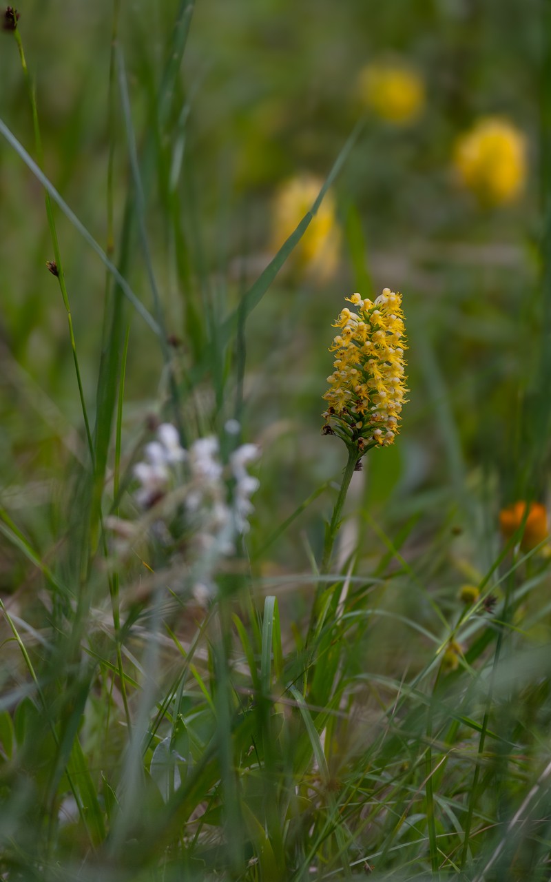 Fringed Orchid photo 2
