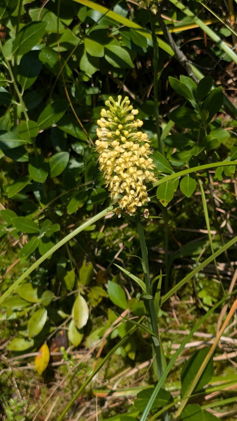 Fringed Orchid photo 3