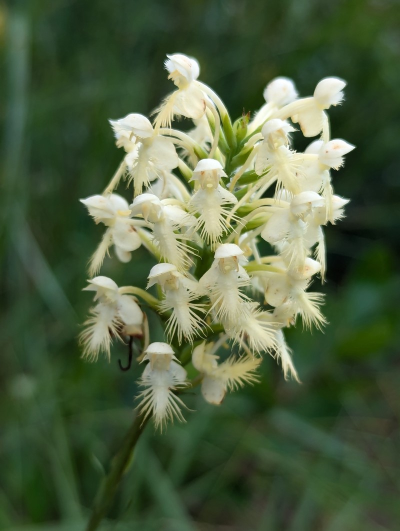 Fringed Orchid photo 4