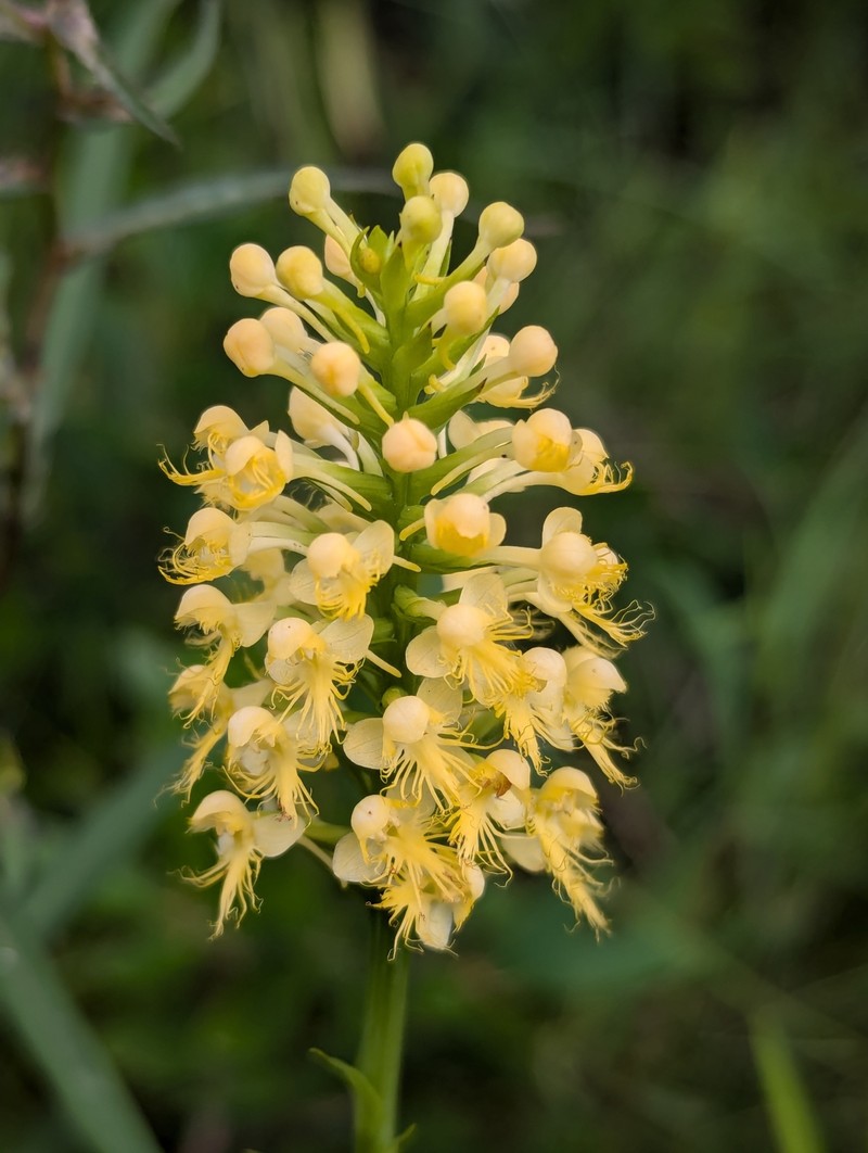 Fringed Orchid photo 5