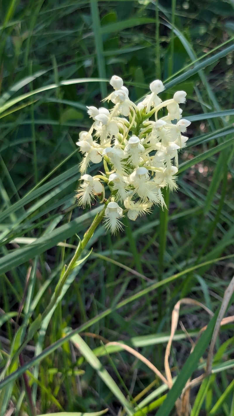 Fringed Orchid photo 6