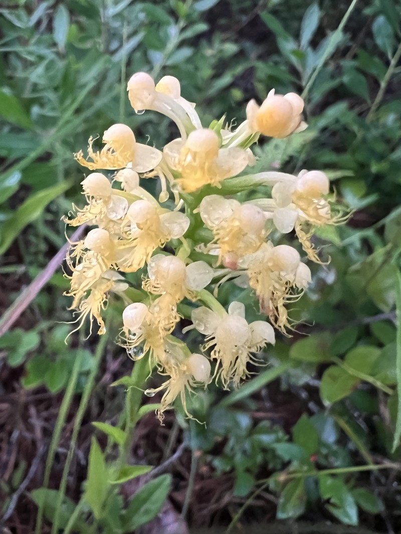 Fringed Orchid photo 7