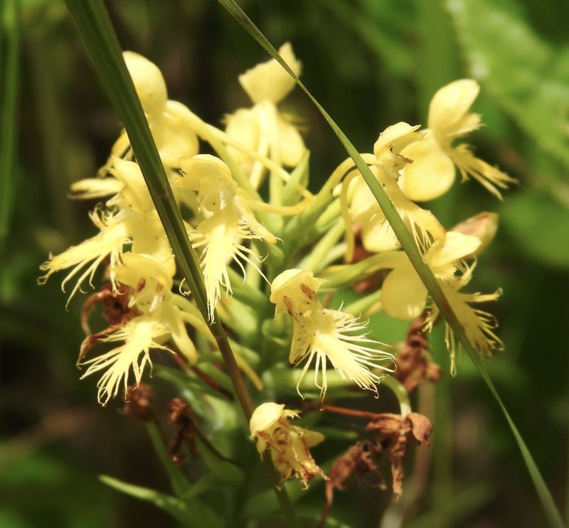 Fringed Orchid photo 8