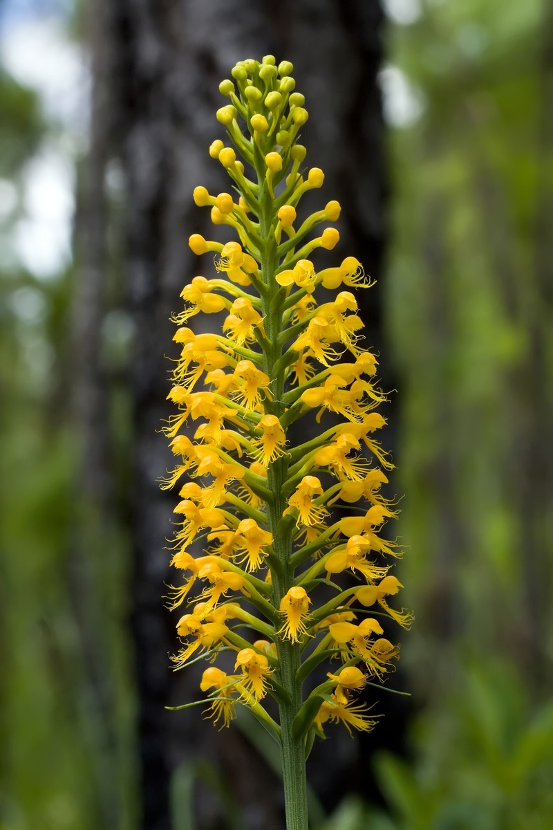 Fringed Orchid