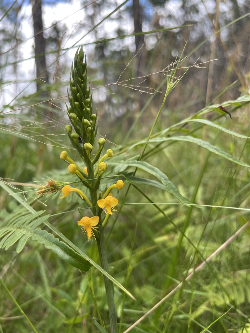Fringed Orchid photo 4