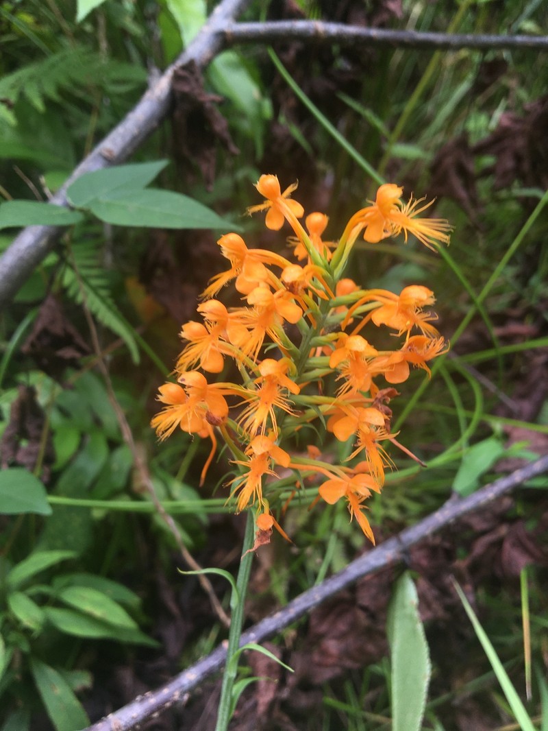 Fringed Orchid photo 5