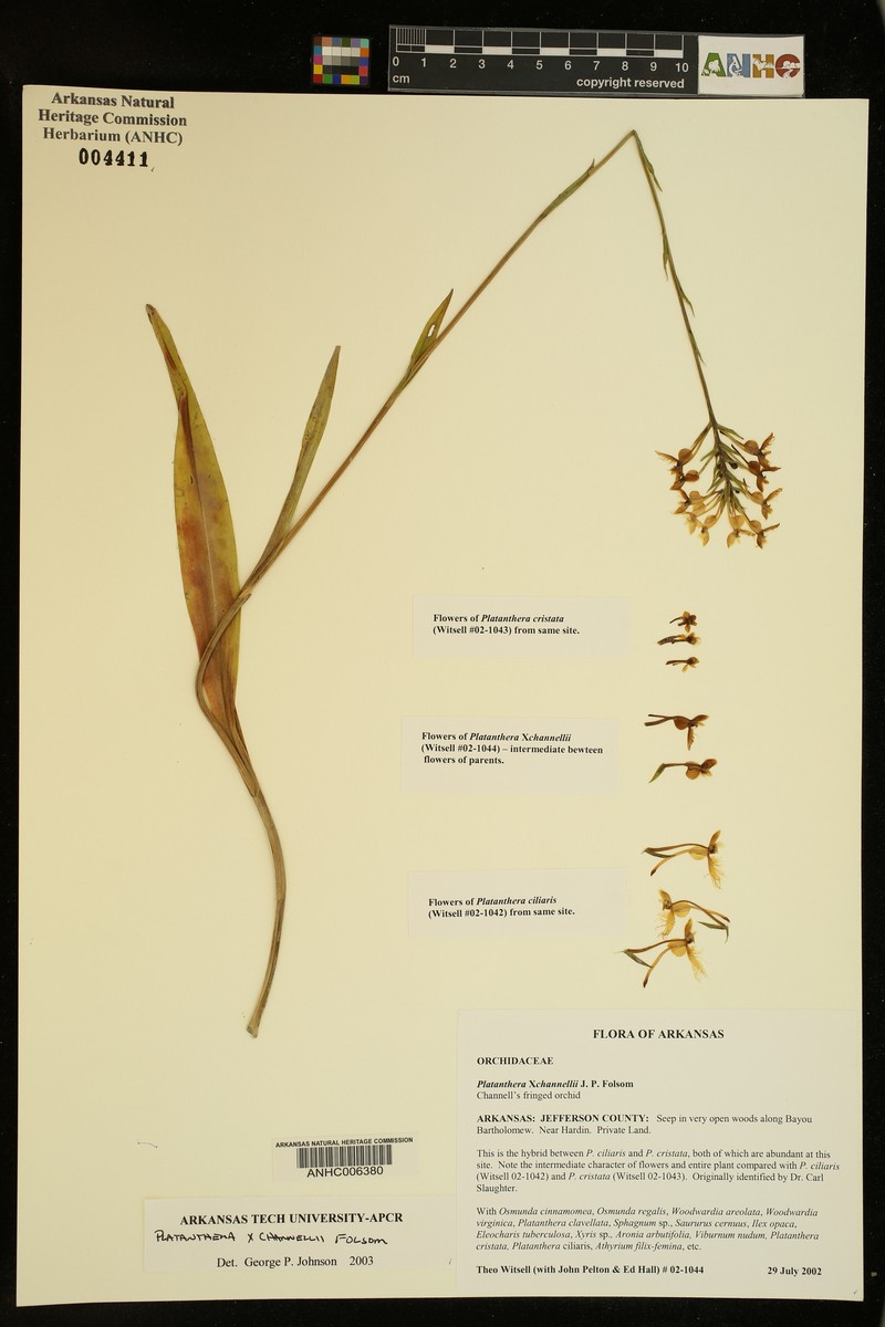 Fringed Orchid photo 6