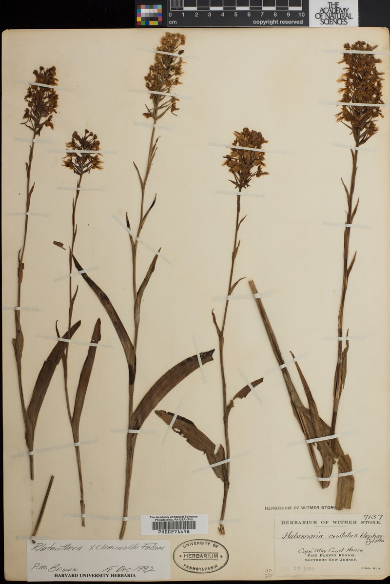 Fringed Orchid photo 7