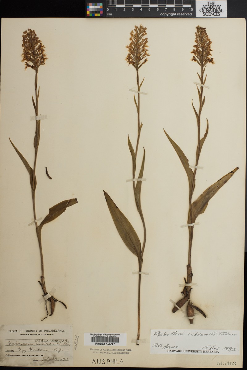 Fringed Orchid photo 8