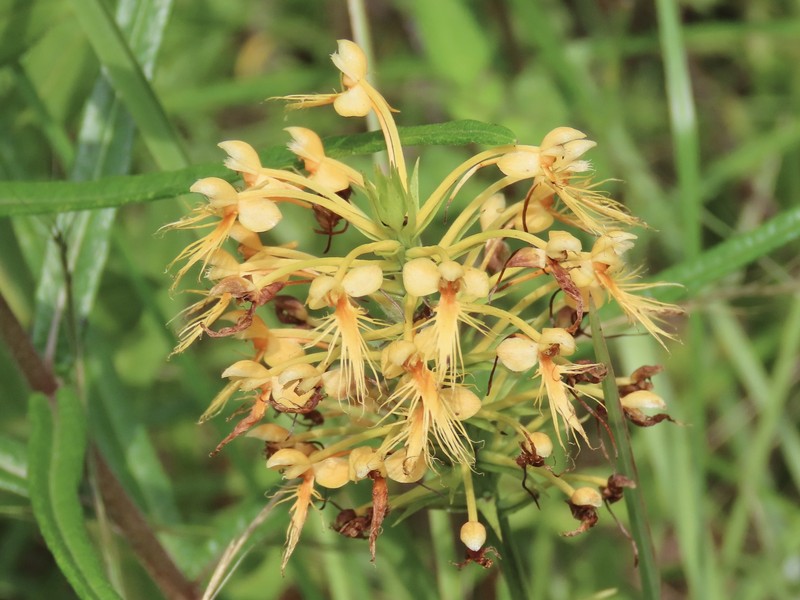 Green Orchid