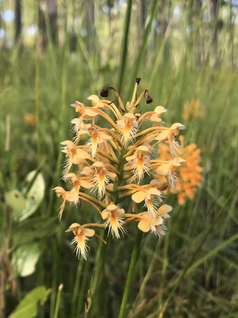 Green Orchid photo 2