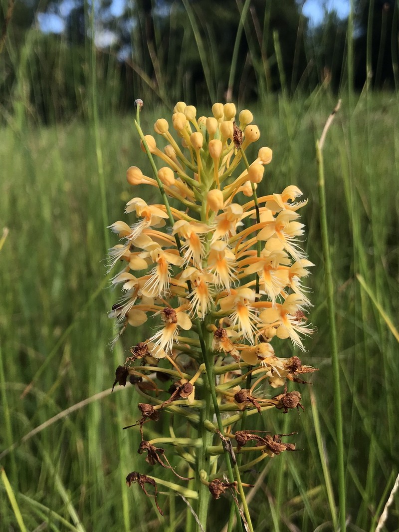 Green Orchid photo 3